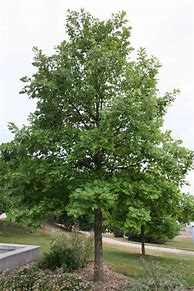 Image result for Swamp White Oak Tree