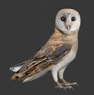 Image result for Owl Model