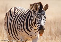 Image result for Rietvlei Nature Reserve South Africa