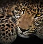 Image result for Back of a Leopard