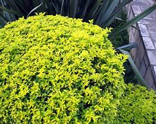 Image result for Bright Yellow Green Shrubs