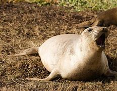 Image result for Elephant Seal Nose