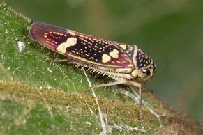 Image result for Yellow Leafhopper