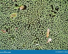 Image result for Duckweed Close Up