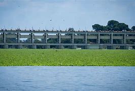 Image result for Water Lettuce Vaal River