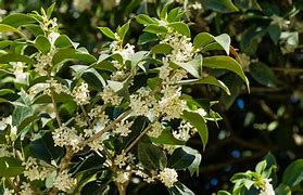 Image result for Fragrant Tea Olive Tree