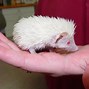 Image result for Baby Hedgehog