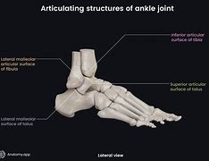 Image result for Joint Surfaces Ankle