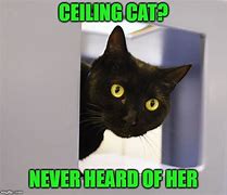 Image result for Ceiling Cat Meme