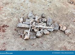 Image result for Archaeological Human Bones