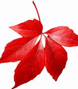 Image result for Red Leaves Clip Art