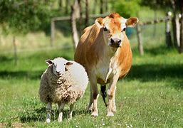 Image result for Farm Animals Toob