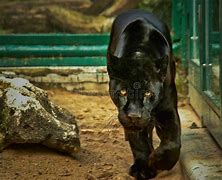 Image result for Male Panther