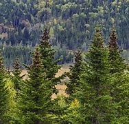 Image result for Fir Tree Mites