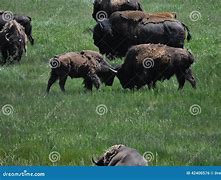 Image result for Buffalo Bison Fighting