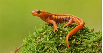 Image result for Newt