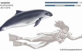 Image result for Largest Porpoise