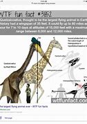 Image result for Biggest Flying Dinosaur