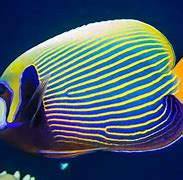 Image result for Expensive Saltwater Fish