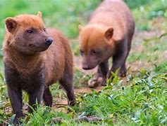 Image result for Panama Native Animals