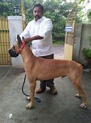 Image result for Great Dane Puppied