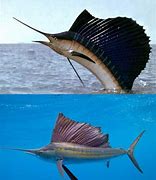 Image result for Fastest Sea Animal