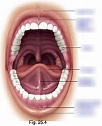 Image result for Parts of Oral Cavity