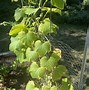 Image result for Cucumber Plant