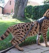 Image result for Big House Cat Savannah