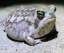 Image result for African Rain Frog