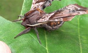 Image result for Sphingine Moth