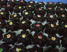 Image result for Kue Sakura