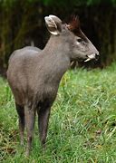 Image result for Fanged Deer