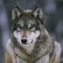 Image result for Snow Wolf Pups