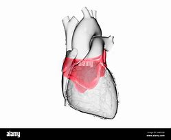 Image result for Left Atrium Anatomy