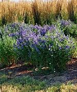 Image result for Landscape Shrubs and Bushes