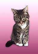 Image result for Female Tabby Cat