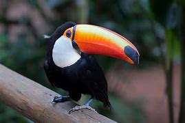 Image result for Toco Toucan