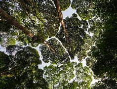 Image result for Patterns of Crown Shyness