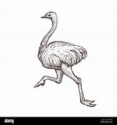 Image result for Bald Ostrich