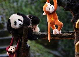 Image result for Panda Monkey