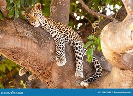 Image result for Leopard Sitting in Tree