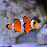 Image result for Clownfish Eyes