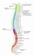 Image result for Spinal Nerves Lumbar Spine