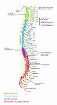 Image result for Vertebral Column and Spinal Nerves