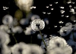 Image result for Aesthetic Dandelion Desktop Wallpaper