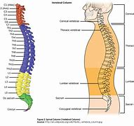 Image result for View of Spinal Column