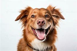 Image result for Dog Smiling Hard