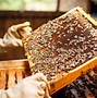 Image result for Beekeeping for Beginners