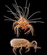 Image result for Ticks and Mites